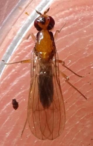 Réf. 365 502 : Chamaepsila longipennis